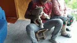 Tunceli'de bulunan yavru dağ keçisi annesine kavuştu