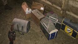 Sivas'ta horoz dövüştüren 16 kişiye 123 bin 189 lira ceza