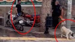 Manisa'da sokak köpeğini fırça sapıyla dövdü