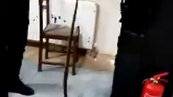 Kartonpiyer boşluğundan 2 yılan çıkarıldı