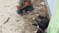 Diyarbakır'da koyunları çalmak için 8 köpeği zehirlediler
