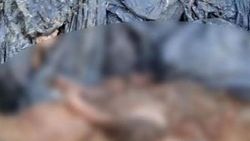 Bolu Belediye başkanı, ölü köpeklerle ilgili özür diledi