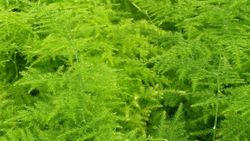 Asparagus nedir