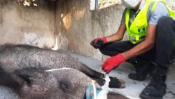 Bodrum'da tuzağa yakalanan domuz, ölüme terk edildi