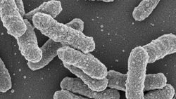 Yersinia pestis nedir