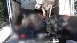 Sultangazi'de 4 kurbanlık havasızlıktan öldü