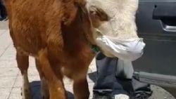 Kars'ta veterinere giden buzağıya maske takıldı