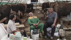 Kurbanlıklar İstanbul'a ulaştı