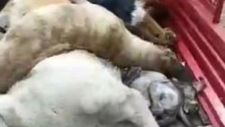 Bakımevi personelinin köpekleri diri diri gömdüğü iddiası