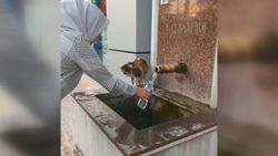 Sıcaktan bunalan kediler çeşmelere koştu