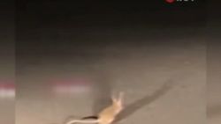 Kanguru faresi Ankara'da görüldü