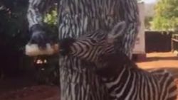 Kenya’da öksüz kalan zebraya vekil annelik yapıyorlar