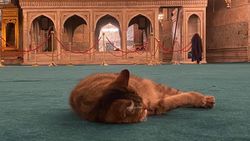 Ayasofya'nın kedisi Gli'nin keyfi yerinde