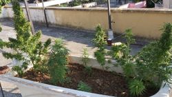 Hatay'da küvette hint keneviri yetiştiren şahıs yakalandı
