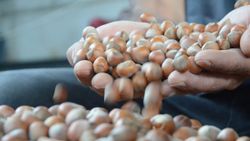 Ordulu üreticiler fındık fiyatlarından memnun