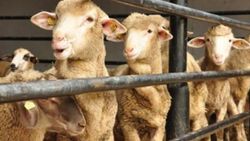 İstanbul Valiliği Kurban Bayramı tedbirlerini açıkladı