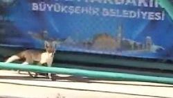 Diyarbakır'da yavru tilkiler kente indi