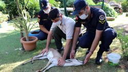 Manisa'da yaralı karaca jandarma ekiplerince kurtarıldı
