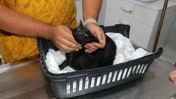 Edirne'de 3 kedi daha zehirlenerek öldürüldü