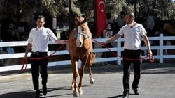 Bursa’da safkan Arap tayları 3 milyon liraya satıldı