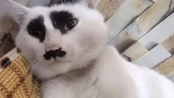 Çin'deki üzgün kedi, sosyal medyada ilgi odağı oldu