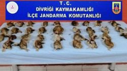 Sivas'ta 35 bıldırcın avlayan şahıslara 23 bin lira ceza