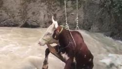 Giresun'da sele kapılan ineği kurtarma operasyonu