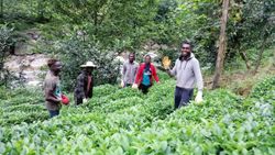 Senegal ve Gambialı çay işçileri, Rizeli üreticileri memnun etti