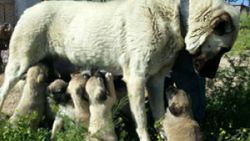 Kangal köpeklerinin yavrularını neden yediği çözüldü