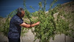 Şehit oğlunun anısına orman oluşturdu
