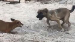 Tunceli'de tilki ve Kangal köpeğinin dostluğu