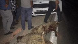 Gaziantep'te sürüye dalan otomobil, 15 koyunu telef etti