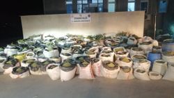 Diyarbakır'da 5 ton esrar, 14 milyon kök kenevir ele geçirildi