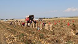 Patates üreticileri fiyatların yükseleceği söylemlerini yalanladı