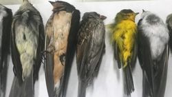 ABD'de binlerce ötücü kuş toplu halde öldü