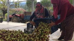 Hünnap daha dalındayken üreticisine kazandırıyor