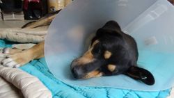 Trabzon'da köpeğin vajinasındaki el feneri ameliyatla çıkarıldı