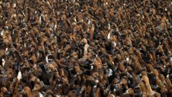 Tayland’da 10 bin ördek görevde