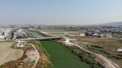 Su sümbülleri yine Asi Nehri’ni istila etti