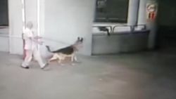 İstanbul'da köpeğin saldırdığı kedi 8. kattan düştü