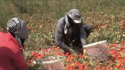Tuz Gölü havzasının yeni alternatif ürünü domates