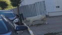 Çekmeköy'de boynuz darbeleriyle otomobile zarar veren keçi