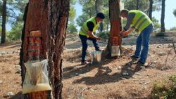 Aydın’da reçinenin kilosu 700 lira ediyor