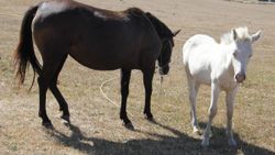 Kars'ta dünyaya gelen albino tay şaşırtıyor