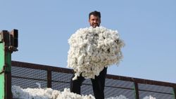 Amik Ovası’nda 'beyaz altın' hasadı başladı