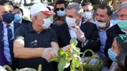 Koronavirüsü atlatan Binali Yıldırım ve eşi Şanlıurfa'da fıstık hasadına katıldı