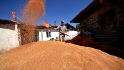 Kars'ta ata yadigarı kavılca buğday üretimi arttı