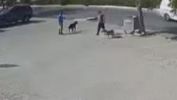 Büyükçekmece’de sokak köpeğini silahla öldüren saldırgan