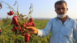 Salçalık biber üreticisi bu yıl masrafını çıkartamamaktan dertli