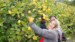Limon dalında 2.5 liraya toplanıyor, fabrikadan 4 liraya çıkıyor